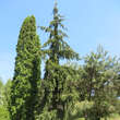 Picea abies 'Rothenhaus': Bild 2/2