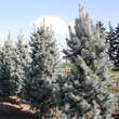 Picea pungens 'Iseli Fastigiate': Bild 3/3