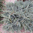 Juniperus squamata 'Blue Carpet': Bild 3/4