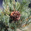 Pinus parviflora 'Pentaphylla Gl.': Bild 2/2