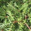 Quercus robur 'Pectinata': Bild 4/7