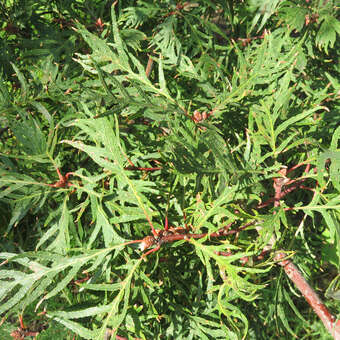 Quercus robur 'Pectinata': Bild 4/7