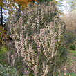 Cornus sanguinea 'Compressa': Bild 2/2