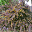 Berberis ottawensis 'Superba': Bild 3/3