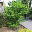 Acer palmatum 'Shishigashira': Bild 10/12