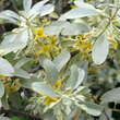 Elaeagnus angustifolia 'Quicksilver': Bild 2/3