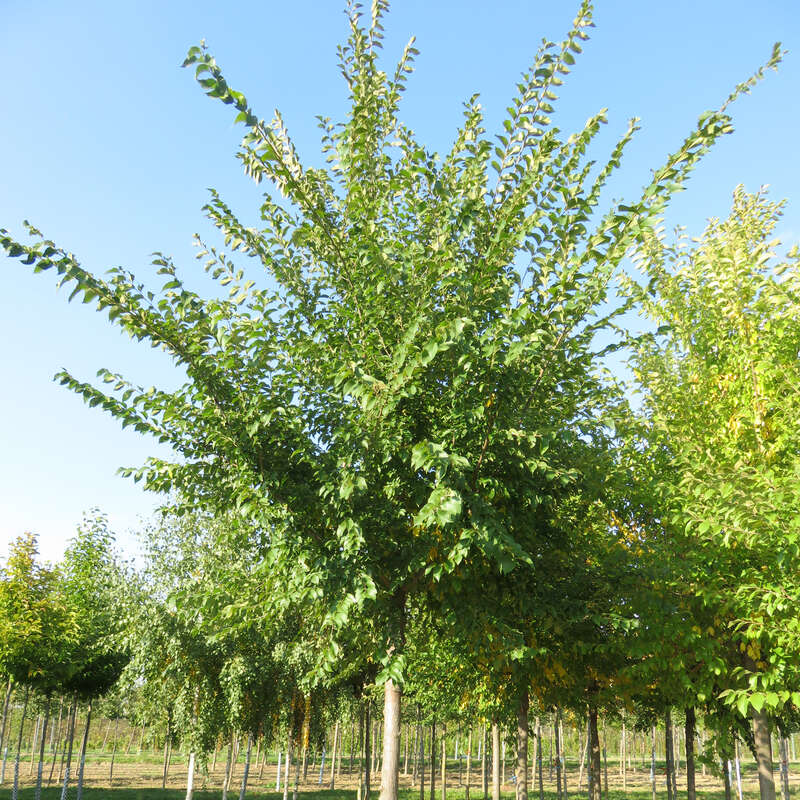 ResistaUlme Ulmus 'Sapporo Autumn Gold'