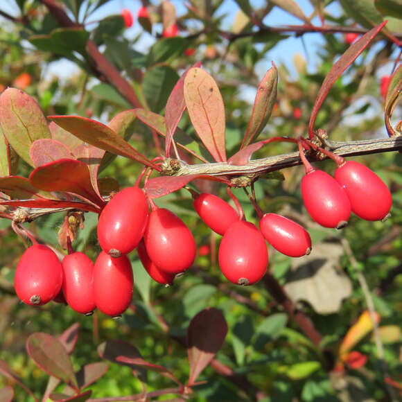 Berberis thunbergii: Bild 3/7