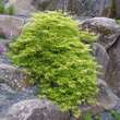 Acer palmatum 'Filigree': Bild 6/7