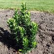 Euonymus japonicus 'Green Rocket': Bild 8/9