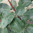 Sorbopyrus bulb. 'Smokvarka': Bild 2/2