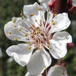 Prunus arm. 'Klosterneuburger': Bild 3/4