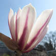 Magnolia kobus: Bild 2/4