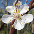 Prunus arm. 'Frühe Rosenmarille': Bild 3/4