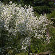 Exochorda racemosa: Bild 3/5