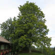 Acer pseudoplatanus: Bild 6/6