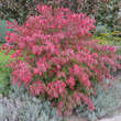 Euonymus alatus 'Fireball': Bild 4/5