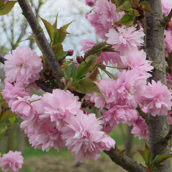 Prunus serrulata 'Asano': Bild 5/6