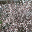 Prunus incisa 'February Pink': Bild 2/6
