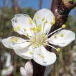 Prunus armeniaca 'Ungarische Beste': Bild 2/3