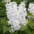 Syringa vulgaris 'Comtesse d'Harcourt': Bild 4/5