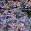 Cotinus coggygria 'Royal Purple': Bild 3/7