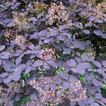 Cotinus coggygria 'Royal Purple': Bild 3/9