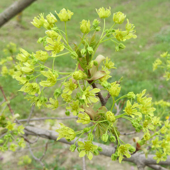 Acer triflorum: Bild 2/7