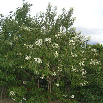 Heptacodium miconioides: Bild 10/12