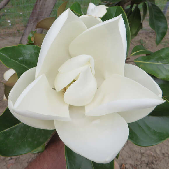 Magnolia grandiflora 'Francois Treyve': Bild 5/8 Magnolia grandiflora 'Francois Treyve': Bild 5/8