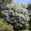 Crataegus laevigata: Bild 6/7