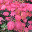 Acer japonicum 'Aconitifolium': Bild 6/7