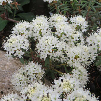 Ledum groenlandicum: Bild 2/5