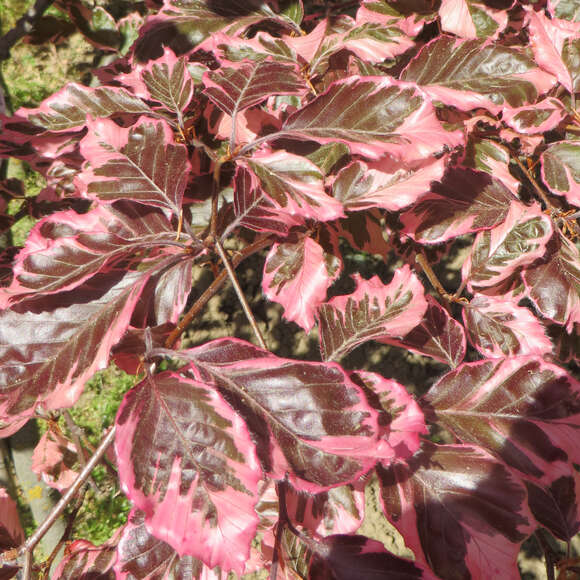 Fagus sylvatica 'Roseomarginata': Bild 3/4 Fagus sylvatica 'Roseomarginata': Bild 3/4