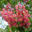 Aesculus carnea 'Briotii': Bild 3/6