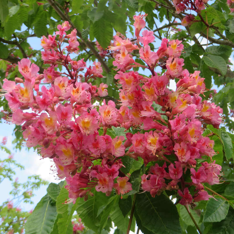 Rotblühende Kastanie Aesculus carnea 'Briotii' rot