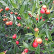 Danae racemosa: Bild 4/11