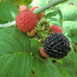 Rubus idaeus 'Black Jewel': Bild 3/3
