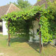 Vitis vinifera 'Aron': Bild 3/3