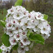 Pyrus calleryana 'Chanticleer': Bild 2/5