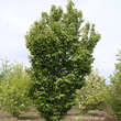 Prunus 'Collingwood Ingram': Bild 9/10
