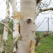 Betula albosinensis: Bild 4/4