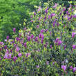 Magnolia 'Susan': Bild 6/7