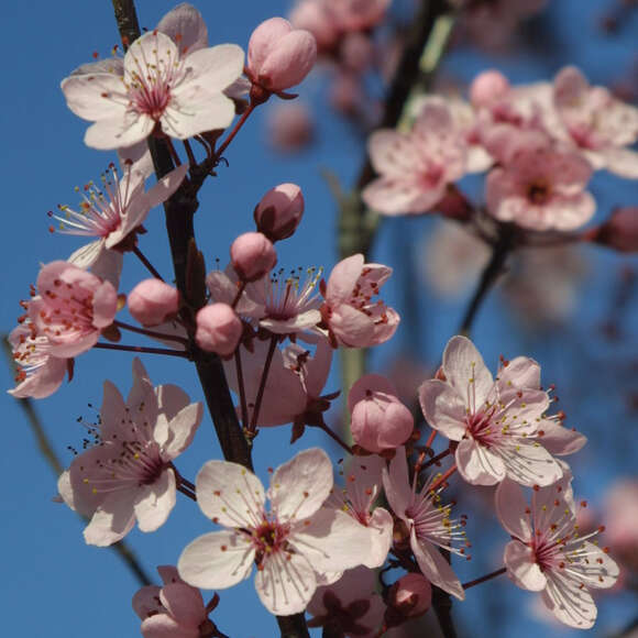 Prunus cerasifera 'Nigra': Bild 2/9 Prunus cerasifera 'Nigra': Bild 2/9
