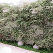 Zelkova serrata 'Variegata': Bild 5/5