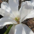 Magnolia stellata 'Royal Star': Bild 4/6