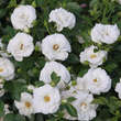 Rose 'Aspirin Rose': Bild 2/4
