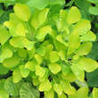 Cotinus coggygria 'Golden Spirit': Bild 2/7