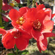 Chaenomeles japonica: Bild 3/5