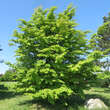 Parrotia persica: Bild 9/9